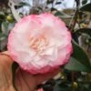 Camelia Japonica Nuccio's Pearl -Eco Nest Store camelliajaponicanuccio spearl1.ff