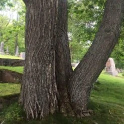 Castanea Sativa Bouche De Bétizac - Sweet Chestnut -Eco Nest Store castanea 01