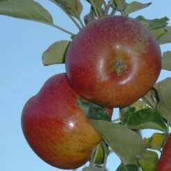 Apple Chisel Jersey -Eco Nest Store chisel jersey04