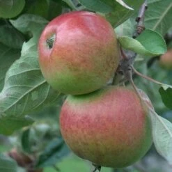 Apple Chisel Jersey -Eco Nest Store chisel jersey05