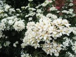 Choisya X Dewitteana Snow Flurry