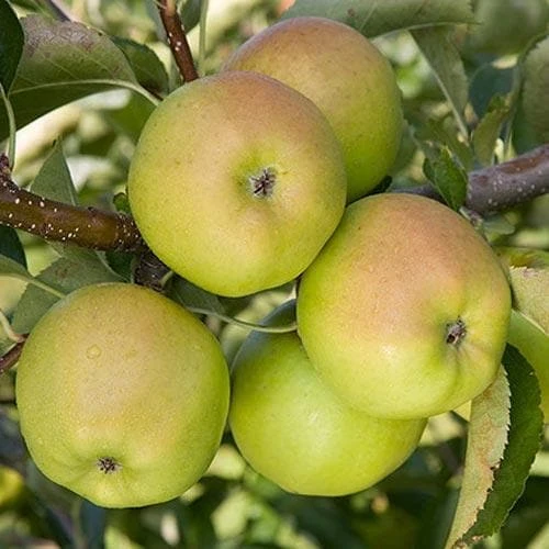 Apple Crispin 4 Apple Crispin - Image 2