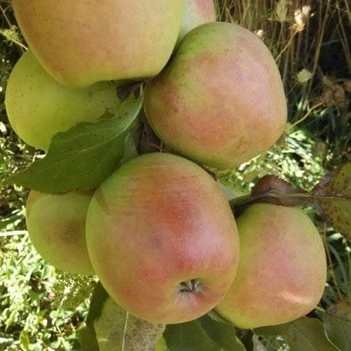 Apple Crispin 6 Apple Crispin - Image 4