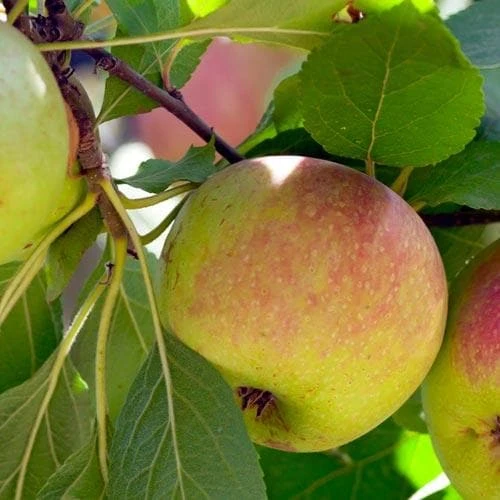 Apple Dick Davies 4 Apple Dick Davies - Image 2