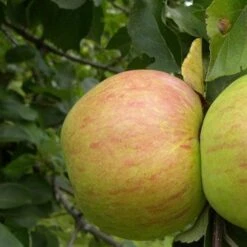 Apple Dick Davies 8 Apple Dick Davies -Eco Nest Store dick davies03 44772f11 62c9 4e91 9ec3 13892e5184a1