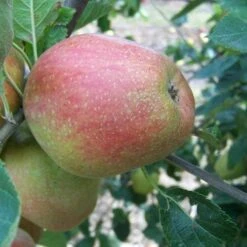 Apple Dick Davies 9 Apple Dick Davies -Eco Nest Store dick davies04 9d81d160 cbff 4eff a3c6 6ee360c28926