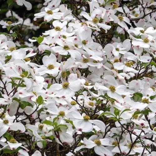 Cornus Eddie's White Wonder 3 Cornus Eddie's White Wonder