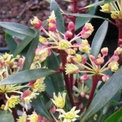 Drimys Lanceolata Red Spice 7 Drimys Lanceolata Red Spice -Eco Nest Store drimys lanceolata red spice01