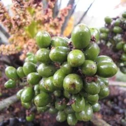 Chamaerops Humilis -Eco Nest Store e97261eb ae62 400f b920 17937e963287