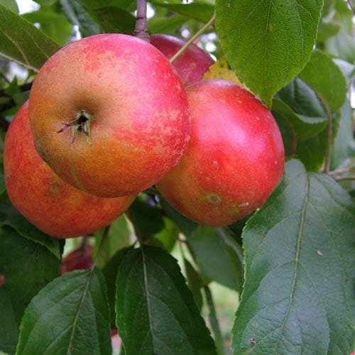 Apple Red Elstar 5 Apple Red Elstar - Image 3
