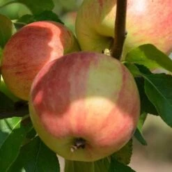 Apple Elstar -Eco Nest Store elstar06