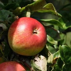 Apple Elstar -Eco Nest Store elstar07