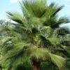 Washingtonia Robusta -Eco Nest Store f1bddd07 ba0f 4e6a 8aef 6731fe0df1ee