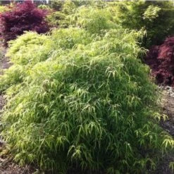 Fagus Sylvatica Mercedes 7 Fagus Sylvatica Mercedes -Eco Nest Store fagus sylvatica mercedes 03x