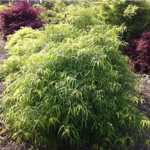 Fagus Sylvatica Mercedes 5 Fagus Sylvatica Mercedes - Image 3