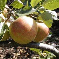 Apple Red Falstaff 5 Apple Red Falstaff -Eco Nest Store falstaff red02