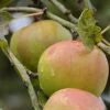 Apple Greasy Pippin -Eco Nest Store greasy pippin