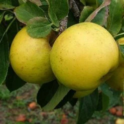 Eco Nest Store -Eco Nest Store grenadier01