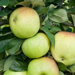 Apple Grenadier -Eco Nest Store grenadier03