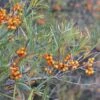 Hippophae Rhamnoides Askola- Sea Buckthorn (female) -Eco Nest Store hippophae rhamnoides askola 3