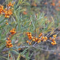 Hippophae Rhamnoides Askola- Sea Buckthorn (female)