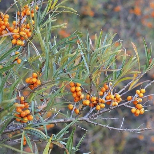 Hippophae Rhamnoides Askola- Sea Buckthorn (female) 3 Hippophae Rhamnoides Askola- Sea Buckthorn (female)