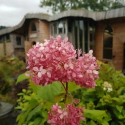 Hydrangea Arborescens Pink Annabelle -Eco Nest Store hydrangeapinkannabelle