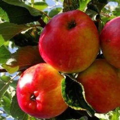 Apple Katy -Eco Nest Store katy01