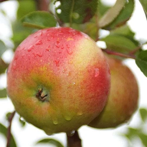 Apple Laxton Superb 5 Apple Laxton Superb - Image 3