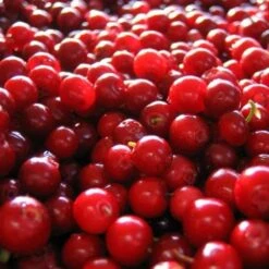 Lingonberry Little Miss Cherry -Eco Nest Store lingonberry little miss cherry 3