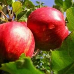 Apple Lough Tree Of Wexford