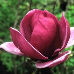 Magnolia X Soulangeana Lilliflora Genie -Eco Nest Store magnolia genie 5