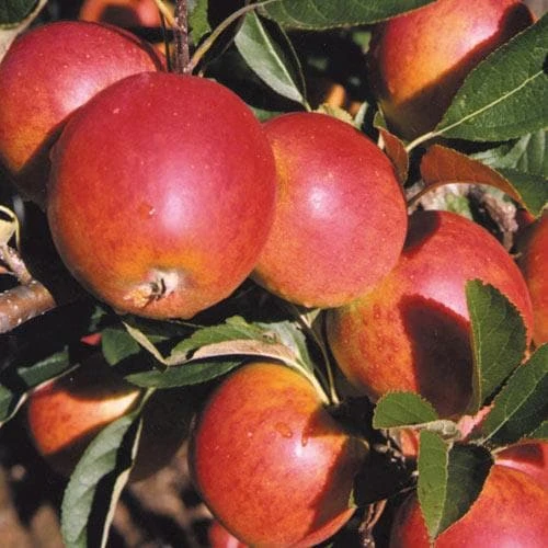 Apple Meridian 3 Apple Meridian