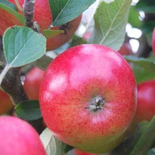 Apple Meridian 4 Apple Meridian - Image 2