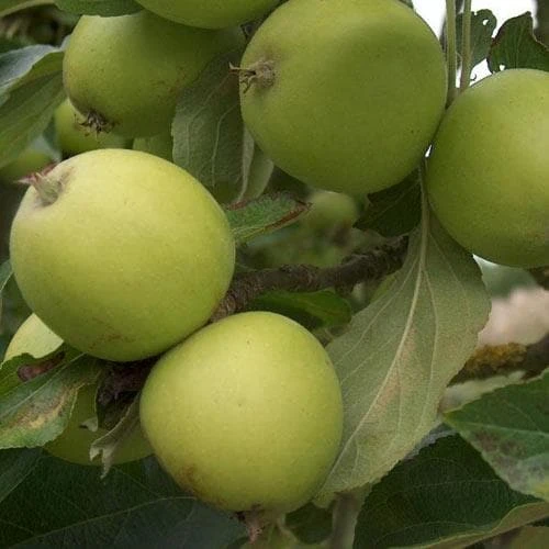 Apple Michelin 3 Apple Michelin