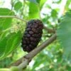 Black Mulberry 1 Black Mulberry -Eco Nest Store morus nigra 1