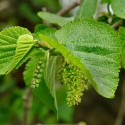 Eco Nest Store -Eco Nest Store morus nigra 2