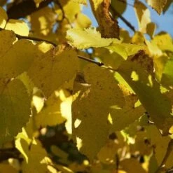 Black Mulberry -Eco Nest Store morus nigra 4