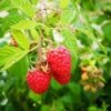 Raspberry Octavia - Summer Fruiting -Eco Nest Store noemi ducza MJc8XM0MHyM unsplash
