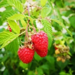Eco Nest Store 16 Raspberry Octavia - Summer Fruiting