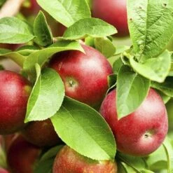 Apple Pixie -Eco Nest Store pixie03