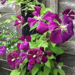 Clematis Polish Spirit -Eco Nest Store plant flower petal summer natural botany pink flora flowers climbers clematis have flowering plant annual plant land plant violet family 911799