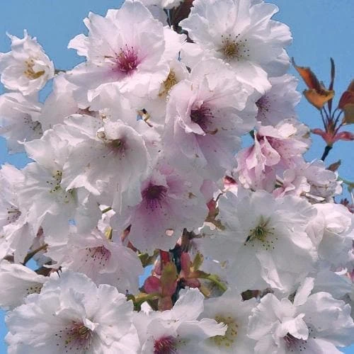 Prunus Shizuka/Fragrant Cloud 3 Prunus Shizuka/Fragrant Cloud