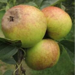 Apple Rawley's Seedling -Eco Nest Store rawleys seedling01