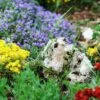 Alpine And Rockery Perennials Mix -Eco Nest Store rockery 2709844