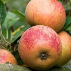 Apple Ross Nonpareil -Eco Nest Store ross nonpariel 03