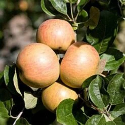 Apple Ross Nonpareil -Eco Nest Store ross nonpariel 04