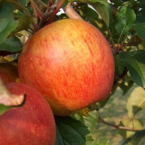 Apple Rubinette 3 Apple Rubinette