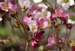 Alpine And Rockery Perennials Mix 11 Alpine And Rockery Perennials Mix -Eco Nest Store saxifrage 3396438