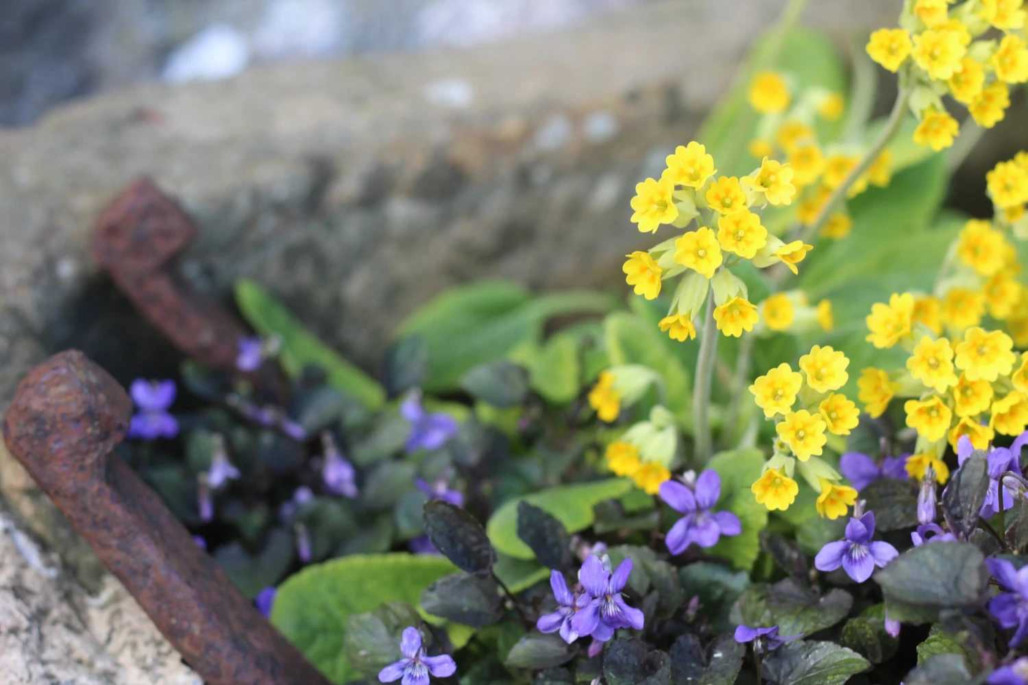 Alpine And Rockery Perennials Mix 5 Alpine And Rockery Perennials Mix - Image 3